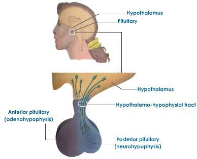 All About the Endocrine System - Pituitary Gland - 3