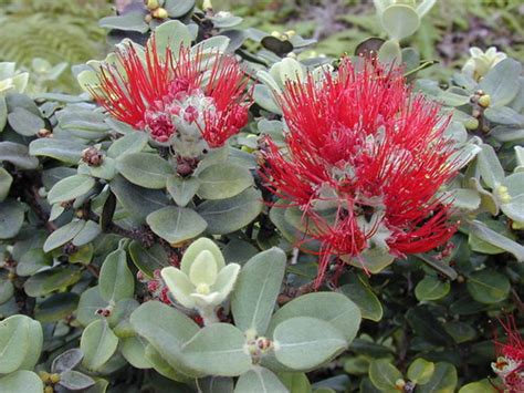 starr-020925-0093-Metrosideros_polymorpha-flowers-Waihee_R… | Flickr