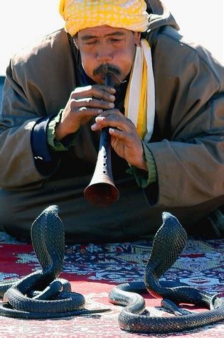 snake charmer, morocco | Morocco, Moroccan inspiration, Snake charmer