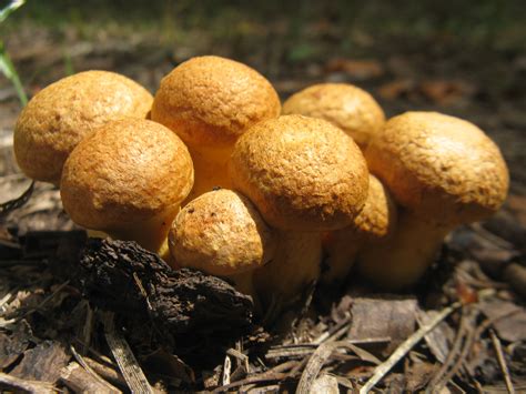 Free Images : mushrooms, flora, fungus, penny bun, edible mushroom ...