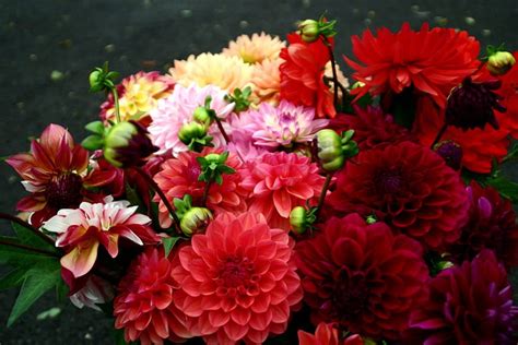 Dahlias, bouquet, bouquets, flower, bright, red, dahlia, flowers ...