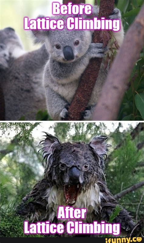 Wet Koala Bear Meme