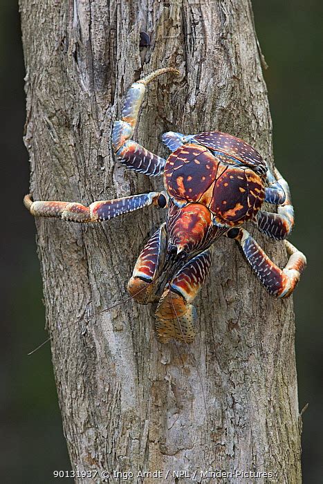 Minden Pictures - Robber Crab (Birgus latro) climbing down tree trunk, Christmas Island, Indian ...