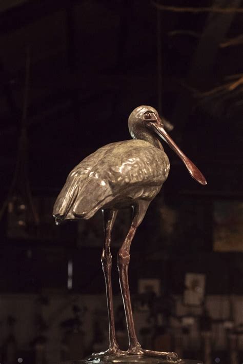 African Spoonbill - The Platform Gallery