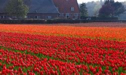 Tulip Field Free Stock Photo - Public Domain Pictures