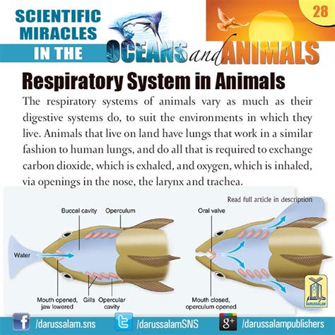 Respiratory System in Animals The respiratory systems of animals vary ...