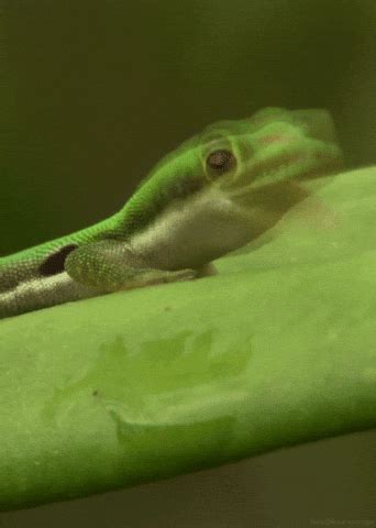 Gecko-lizard GIFs - Get the best GIF on GIPHY