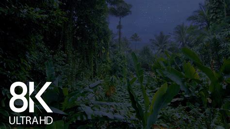 Jungle Nightlife Sounds. Part 1 - 10 Hours Soundscape Video | ProArtInc