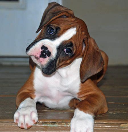 Boxer Puppies For Sale | Charleston, WV #254620 | Petzlover