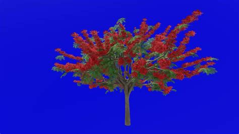 Tree flower animation - royal poinciana, flamboyant, phoenix flower, flame of the forest, flame ...