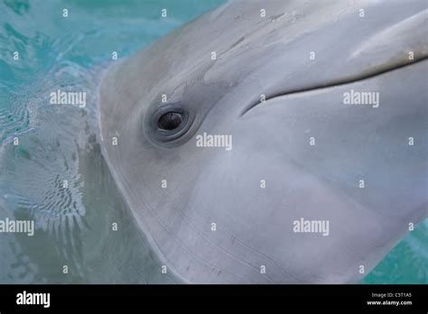 Dolphin eye close up hi-res stock photography and images - Alamy