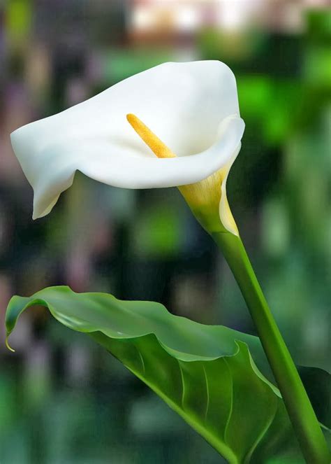 Calla Lily Flower Meaning