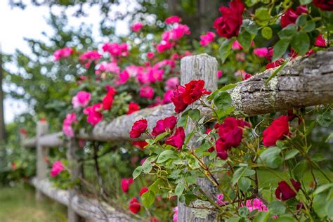 How to Choose, Raise, and Maintain Beautiful Climbing Roses