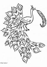 Peacock Coloring Pages  Free Printable For sketch template