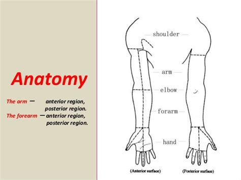 Presentation1.pptx, radiological anatomy of the arm and forearm.