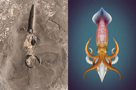 500 million years of cephalopod fossils | Earth Archives