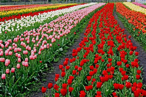 Tulip field Holland Michigan | Our first trip to see the tul… | Flickr