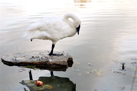 Ugly Duckling Swan | Help For Higher Healing