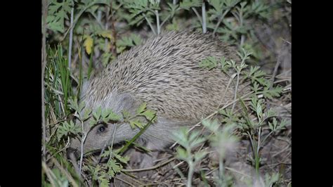 Amur Hedgehog (Erinaceus amurensis) - YouTube