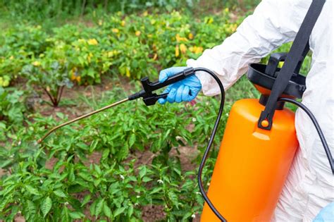 Can I Use Weed Killer In My Vegetable Garden? | PlantsControl.com