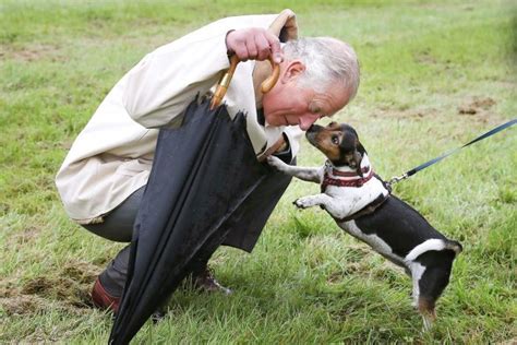 King Charles III's Dogs: The New Royal Dog Breed at Buckingham Palace