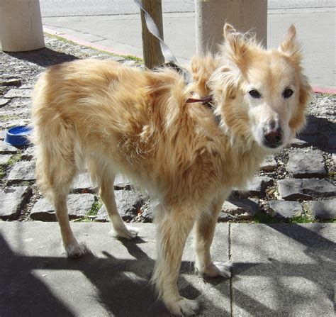 Dog of the Day: Dancer the Golden Retriever/Husky Mix - The Dogs of San FranciscoThe Dogs of San ...