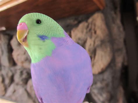 Awesome Parakeet Photos - My Parakeet Clarabelle