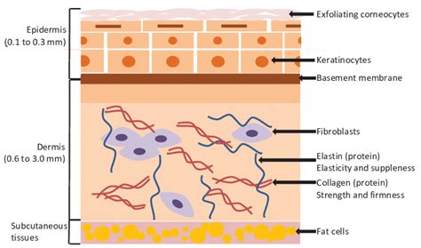 Schematic of human skin structure and constituent cell types. Dermis is... | Download Scientific ...