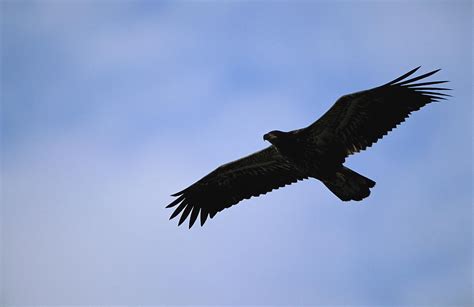 Golden Eagle Silhouette / Here you can explore hq bald eagle silhouette ...