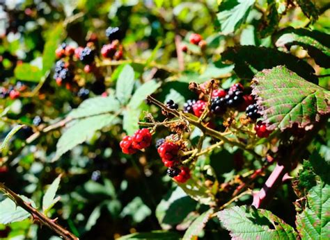 Will Roundup Kill Blackberry Bushes? (Yes, And Here’s How!) | Plants Heaven