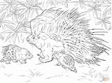 Porcupine Coloring Pages  Kidsuki sketch template