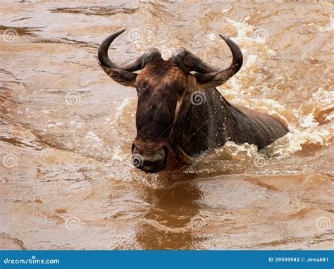 Wildebeest Crossing the Mara River Stock Image - Image of kenya ...