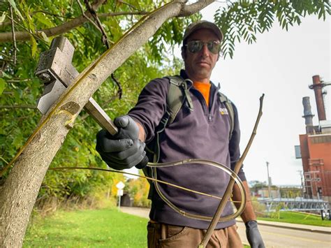 First Wave Of Tree Of Heaven Herbicide Treatment Completed | News ...