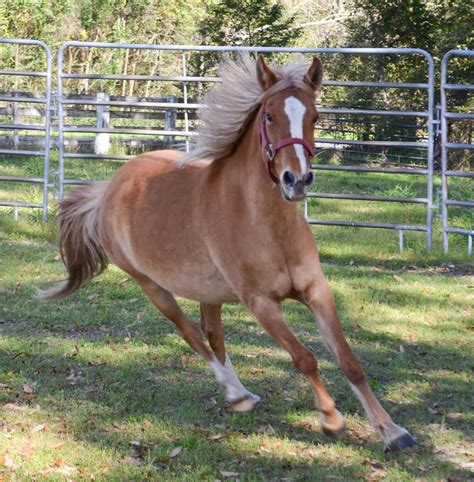 Galiceno horse - The Galiceno is a horse breed developed in Mexico, bred from horses brought ...