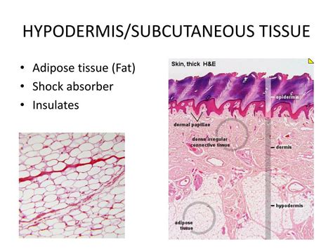 PPT - SKIN AND BODY MEMBRANES INTEGUMENTARY SYSTEM PowerPoint Presentation - ID:2361164