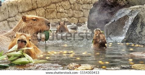 512 Capybara Japan Images, Stock Photos & Vectors | Shutterstock