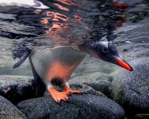 National Geographic on Instagram: “Photo by @PaulNicklen | A cautious gentoo penguin pops its ...