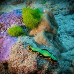 Great Barrier Reef animals more than 5600 species