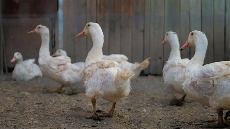 Close Up Duck In Farm At Daytime Stock Footage SBV-326911079 - Storyblocks