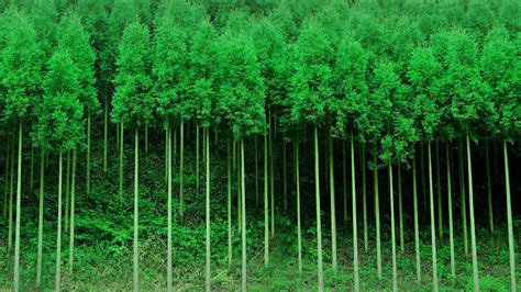 Japanese cedar trees forest, Ukyō-ku, Kyoto, Japan | Windows Spotlight ...