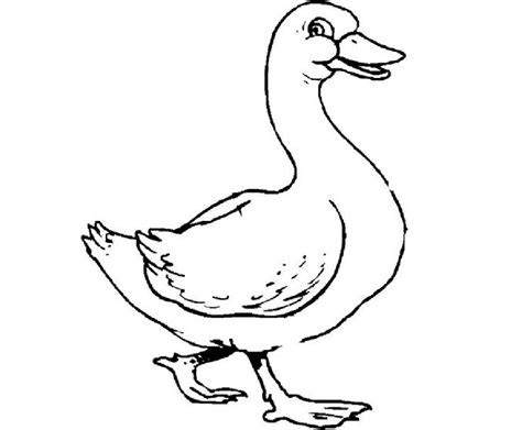 Coloring Pages Of A Duck