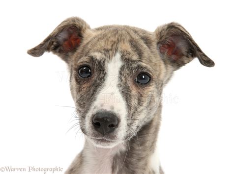 Dog: Brindle-and-white Whippet pup photo WP27175