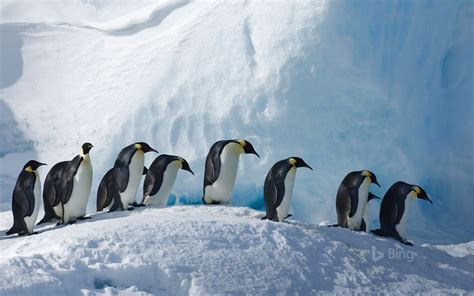 Emperor Penguins on Snow Hill Island, Antartica Image - ID: 309229 ...