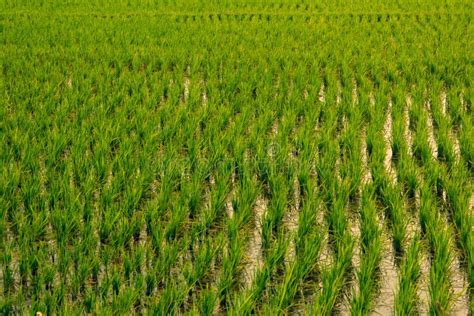 Scenic View of the Rice Fields, Tamil Nadu, India. Focus Set on Crops ...