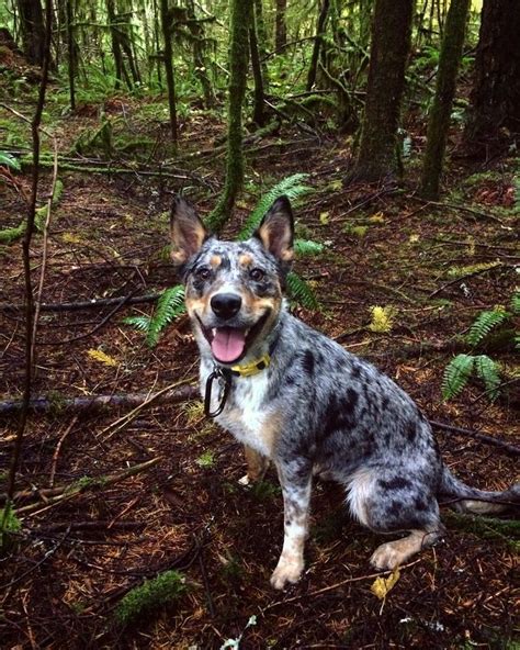 Texas Heeler | Shepherd mix dog, Australian shepherd, Australian shepherd blue merle