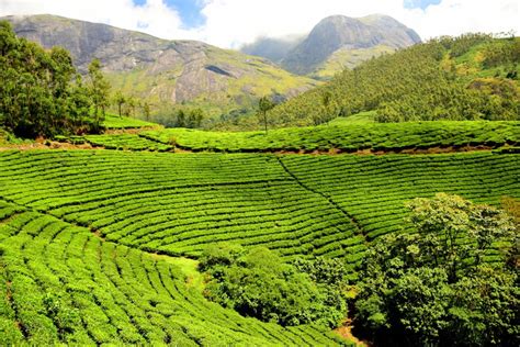 3 Tea Plantations In Malaysia: A Refreshing Visual Indulgence