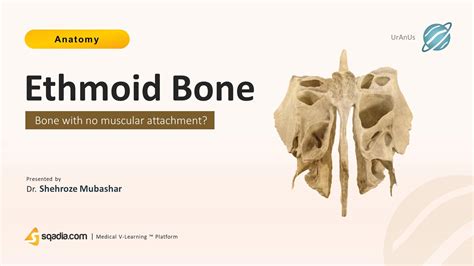 Ethmoid Anatomy