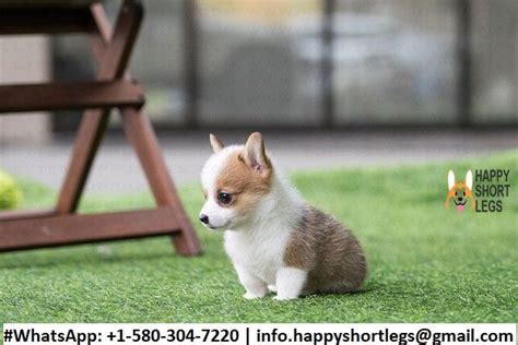 Mini Corgi Puppies For Sale Online | Corgi puppies for sale, Welsh corgi puppies, Mini corgi