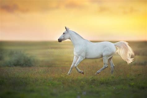 White horse at sunset stock image. Image of animal, nature - 188208261