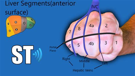 Couinaud’s Liver Segments – Sonographic Tendencies | Diagnostic medical ...